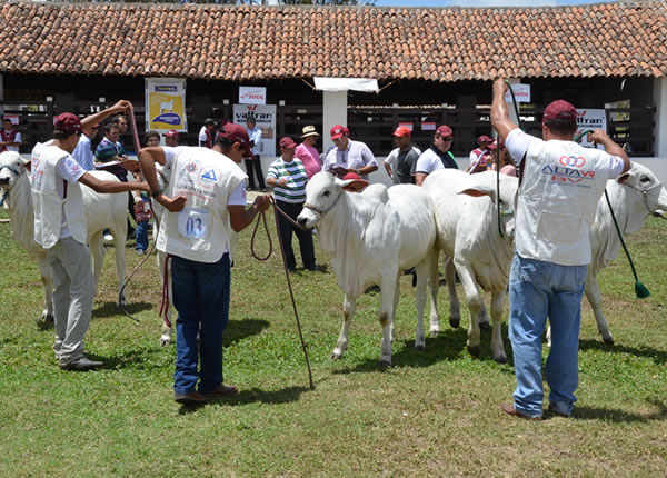 Imagem do leilão 14° Remate da Coqueiral 