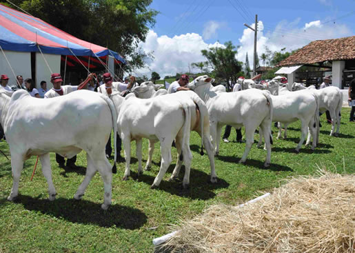 Imagem do leilão 13° Remate da Coqueiral 