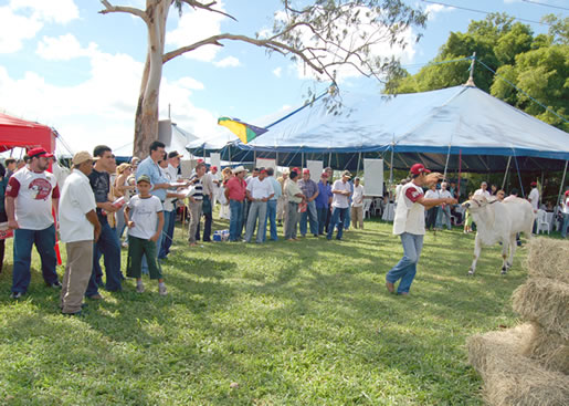 Imagem do leilão 10° Remate da Coqueiral 