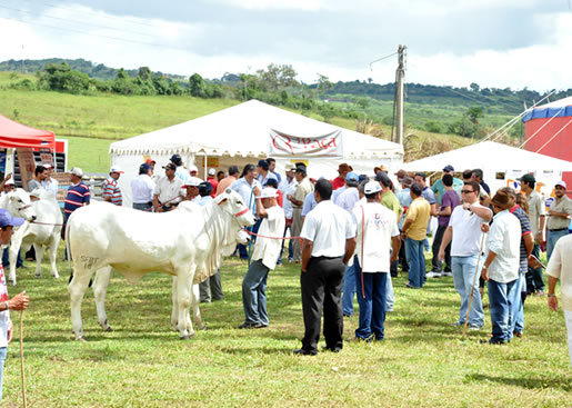 Imagem do leilão 11° Remate da Coqueiral 