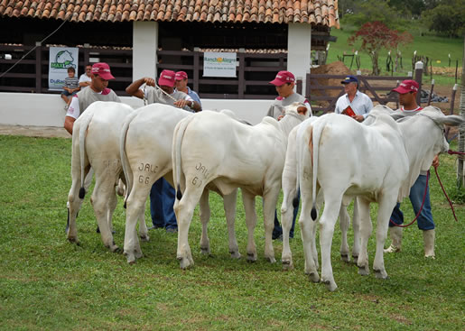 Imagem do leilão 12° Remate da Coqueiral 