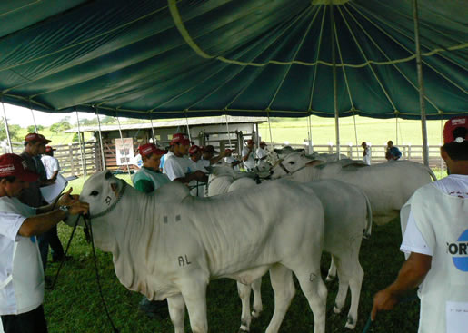 Imagem do leilão 9° Remate da Coqueiral 